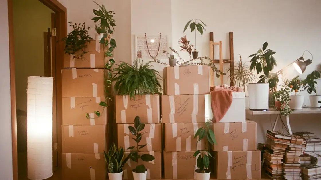 Stacked moving boxes and houseplants in a cleared living room